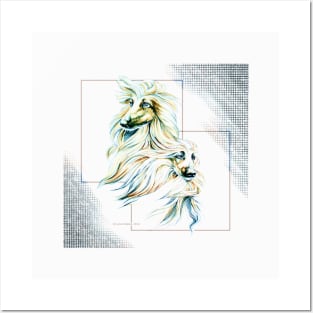 Afghan Hound colour accented graphite. Posters and Art